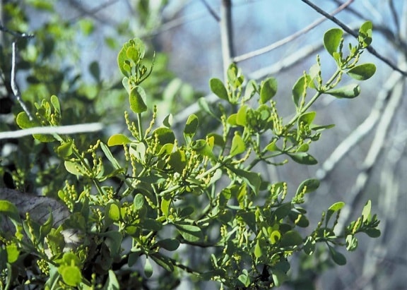 mistletoe, plant, leaves