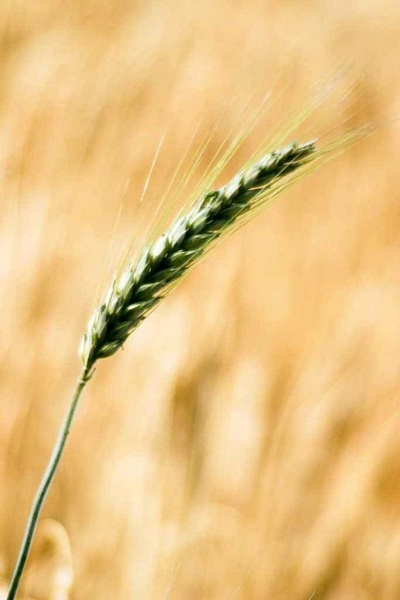 gandum, tanaman