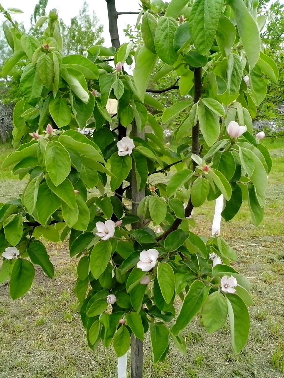 organic, quince, white flowers, green leaves, tree, orchard