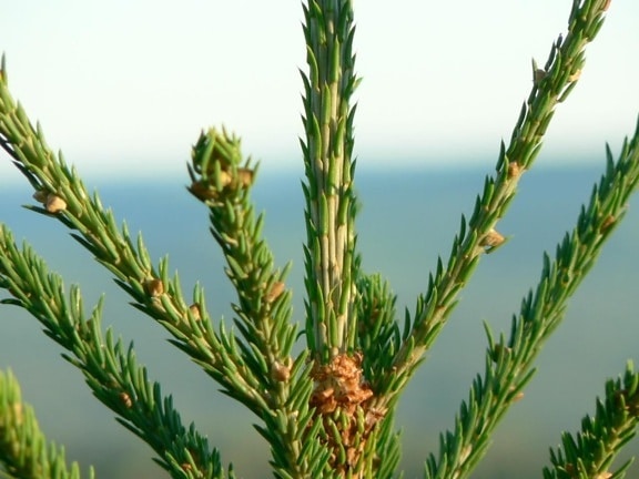 pine, branch, macro, close