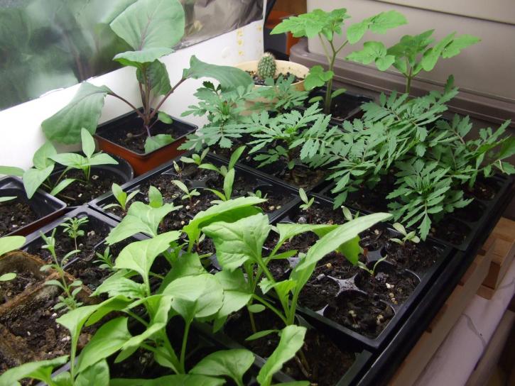 plants, flowerpot, sapling, biology, herb, botany, organism, growing, greenhouse