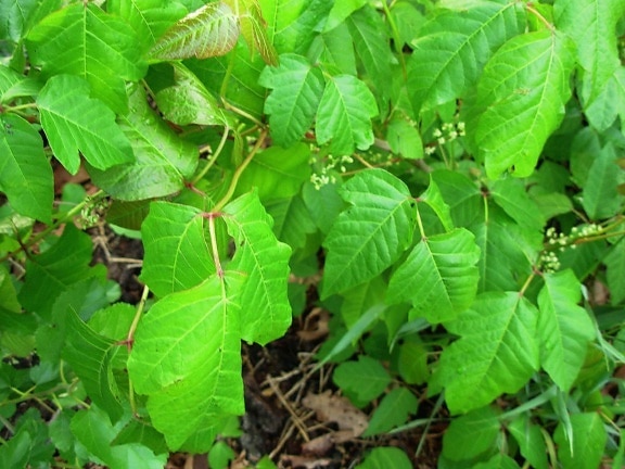 Poison ivy, växt, blad, kiurushi, radicans