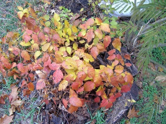 Poison ivy kasvi, toxicodendron radicans