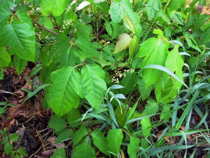 Poison ivy, blomster, toxicodendron, radicans