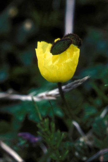 Poppy, Valmuefamilien (Papaveraceae), flora