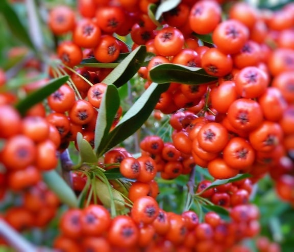 pyracantha, berries, plant