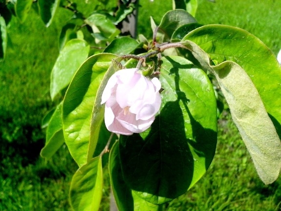quince, tree, blooming