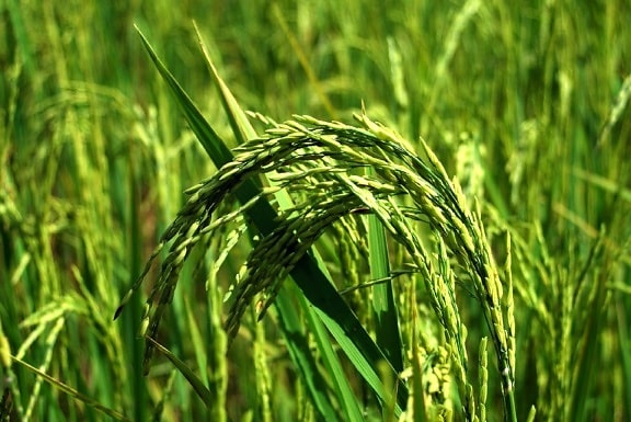 planta verde, arroz, agricultura, campo, agricultura, agronomía