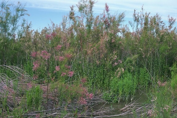 Saltcedar, thực vật, đầm lầy, tamarix