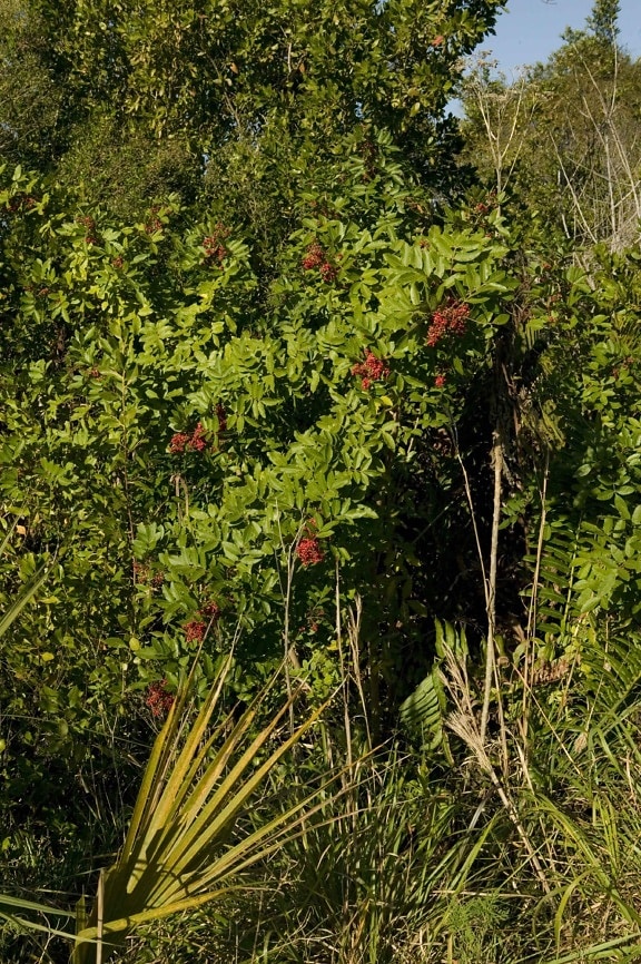 Schinus, terebinthifolius, brasiliano, papper, pianta, albero