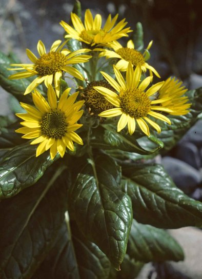 ซีบีช senecio พืช สีเหลือง ดอกไม้ senecio, pseudoarnica