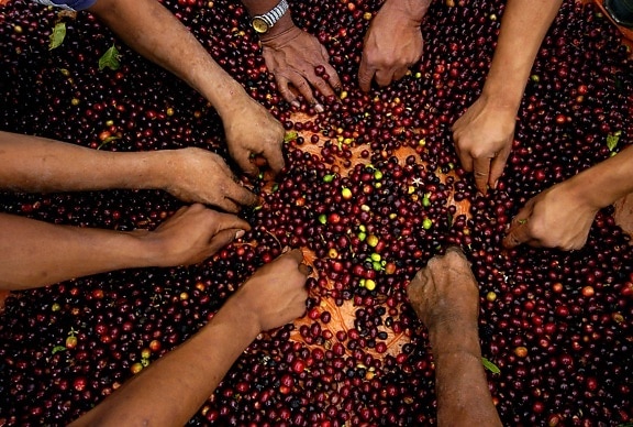 landbrugs-, programmer, projekter, hjælpe, kaffe, landmænd, vokser godt, høst