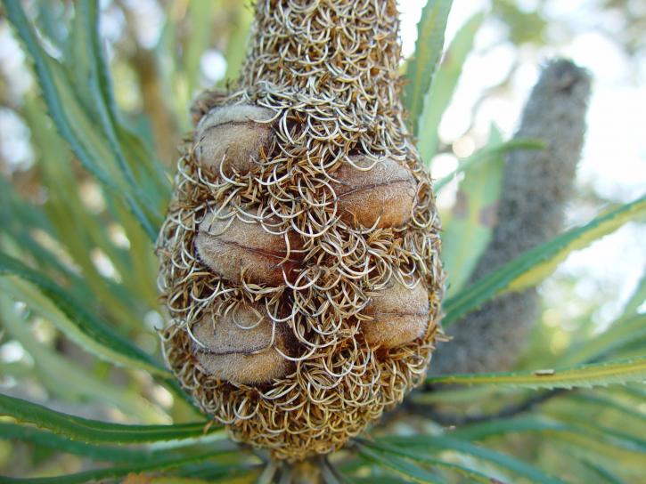 Banksia, kegel, zaad, peulen, edgewater