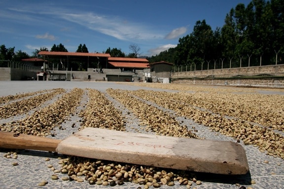 jacobos, doska, sušenie, káva, fazule, Finca, Medina, Guatemala