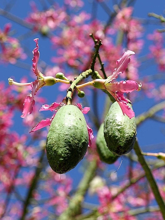 seed, pods