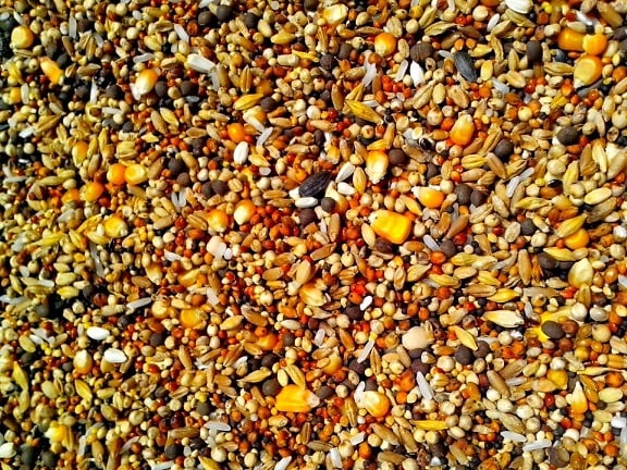 hạt giống, khác nhau, các loại ngũ cốc, ngô, gạo, Hoa hướng dương, hạt cải dầu