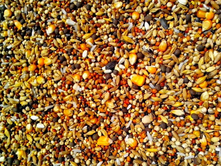 seeds, various, grains, corn, rice, sunflower, rapeseed