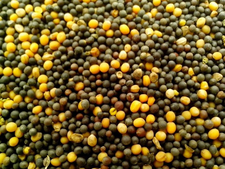soja, semillas, aceite de canola, guisantes, semillas, campo, girasol