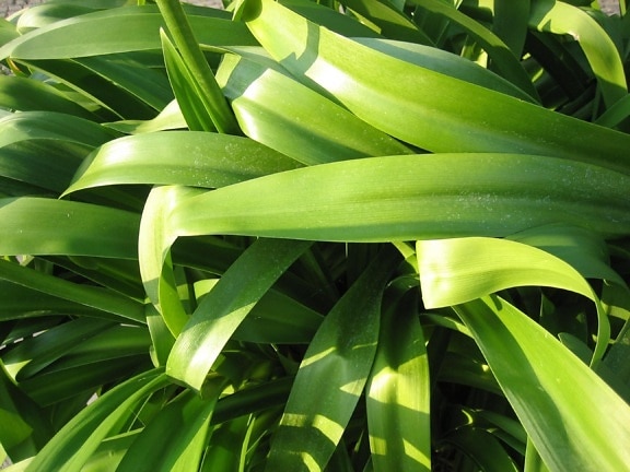 plant, green