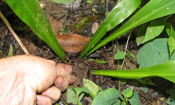 คุกคาม บึง สีชมพู อันตราย planthelonias, bullata