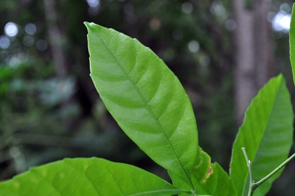 three, big, green leafs