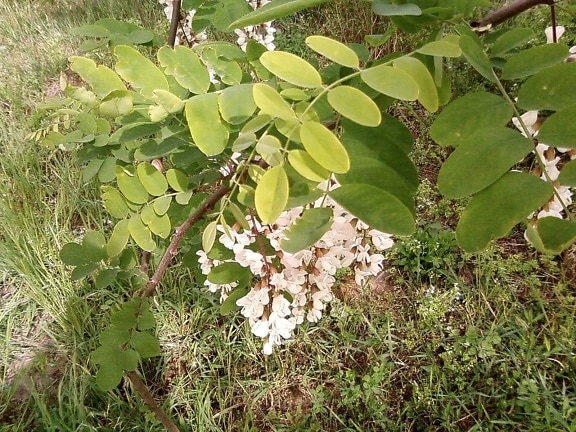 white, acacia, flowers, green leaves