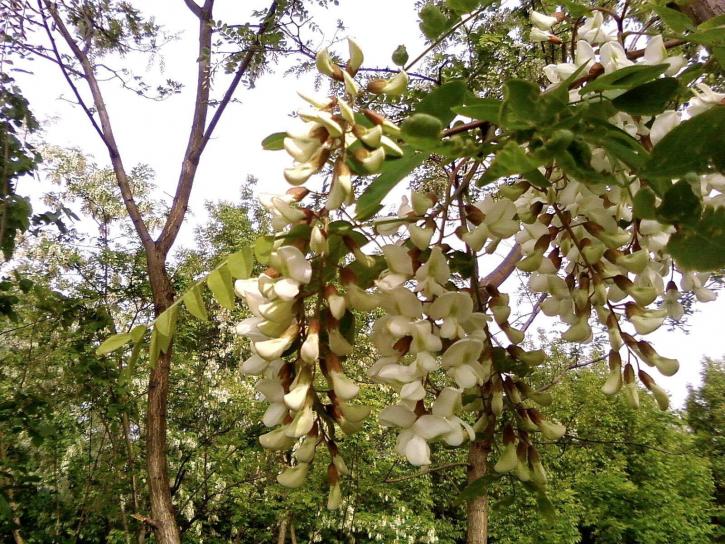 white, acacia, flowers, tree