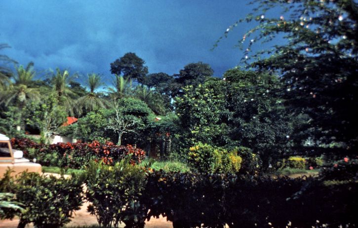 Afrikai, fák, növények