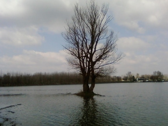 solo, árbol, tormenta