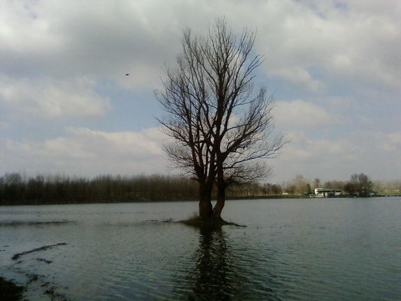 solo, árbol, agua