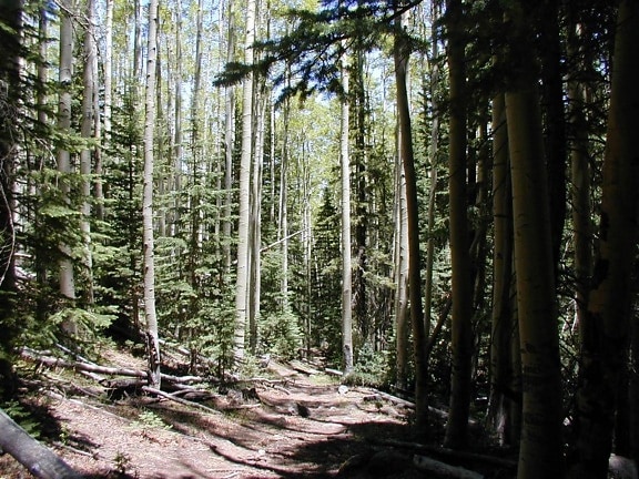 aspen, dominated, forest