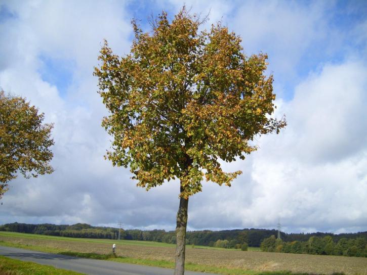 autumn, linden, tree