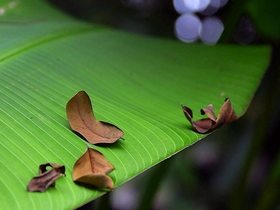 banana, leaf, green