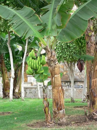 banán, strom, zelená, banány