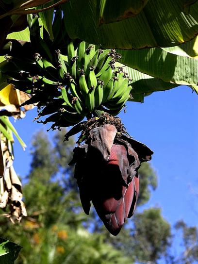 banaanien hedelmä