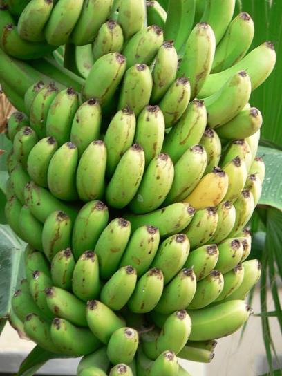 zelená, banány