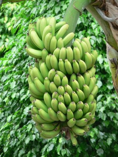 зеленый, дерево бананы