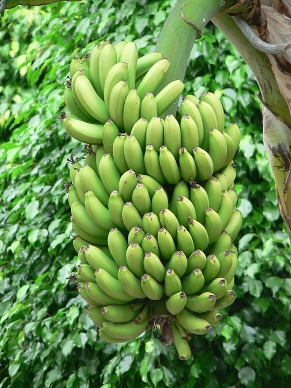 vert, bananes arbre