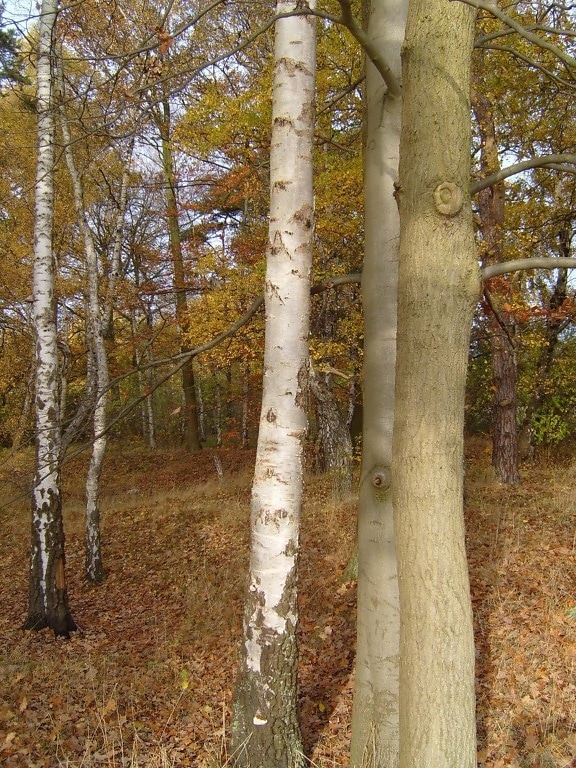 abedul, árbol, troncos
