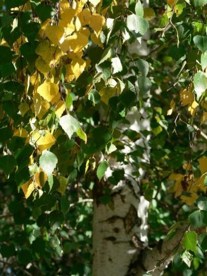 birch, leaves