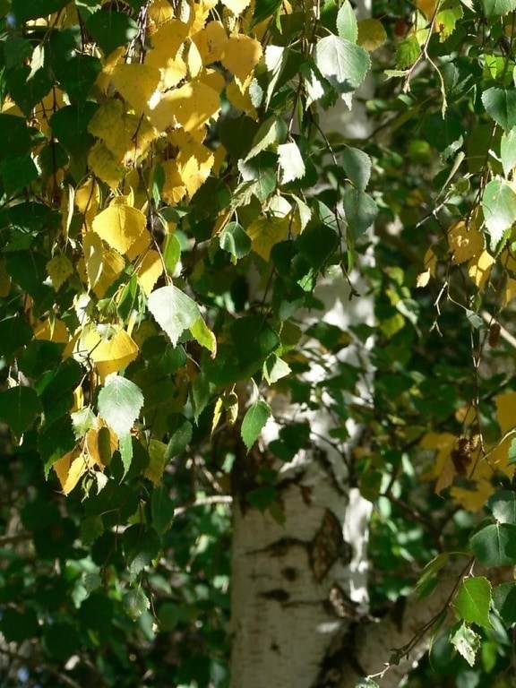 breza, listy