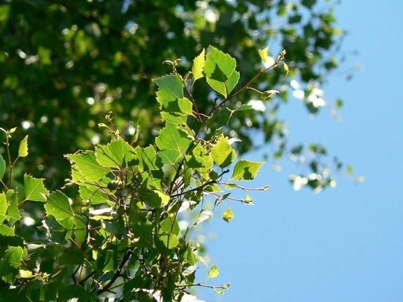 bouleau, feuilles, vert