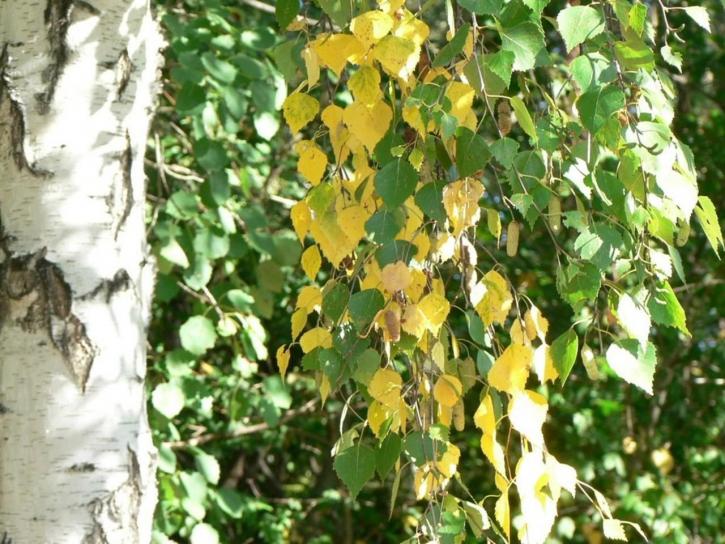 Birch, daun, matahari