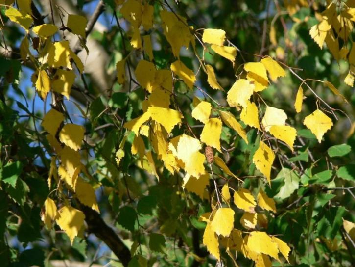 abedul, hojas, amarillo