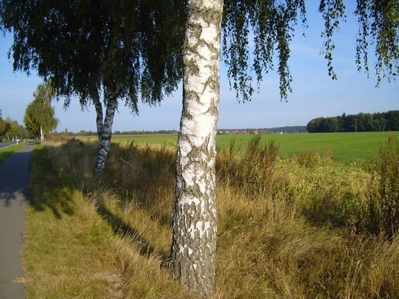 birch, tree, road