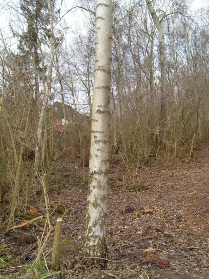 Birch, pohon, batang kayu