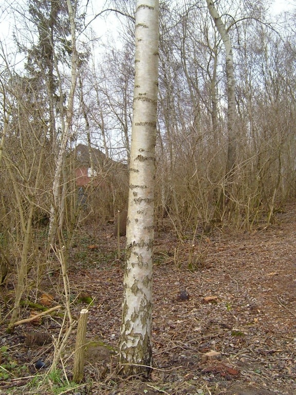 Birke, Baum, Stamm, Wald
