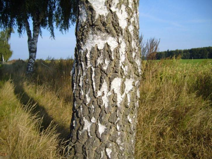 birch, trunk