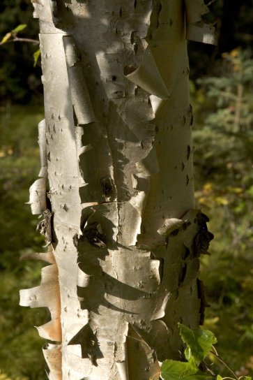 up-close, birch, tree, details, photo