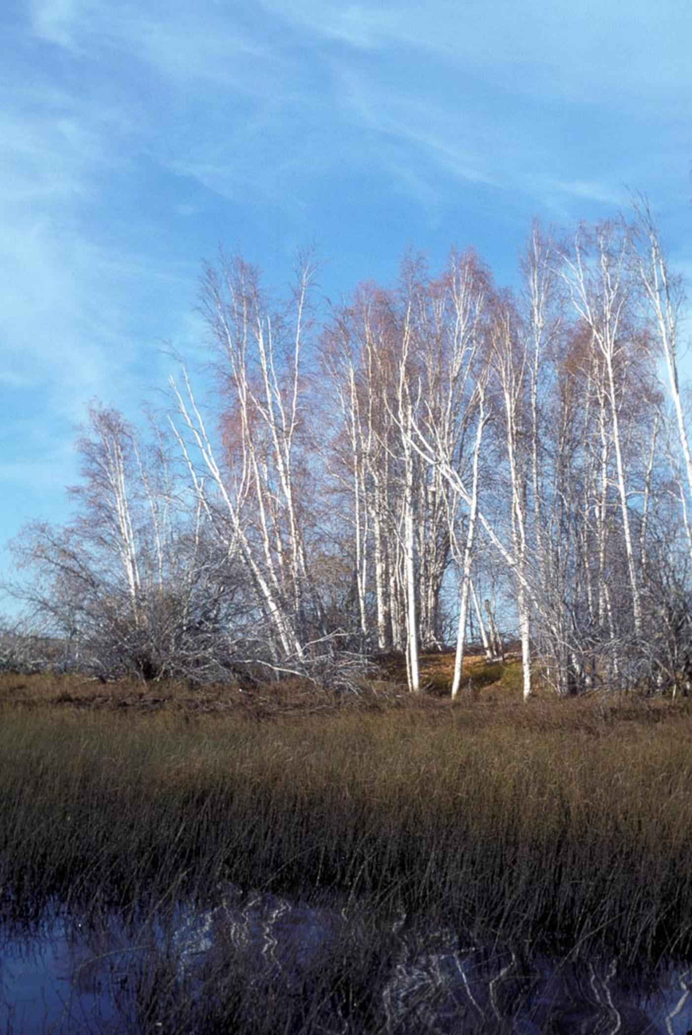 Free picture: tall, birch, trees